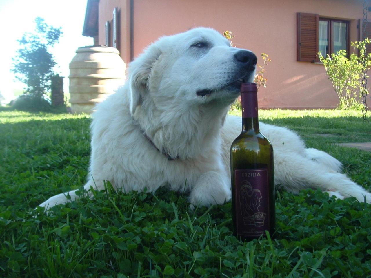 Agriturismo Pian Dei Pini Montiano  Bagian luar foto
