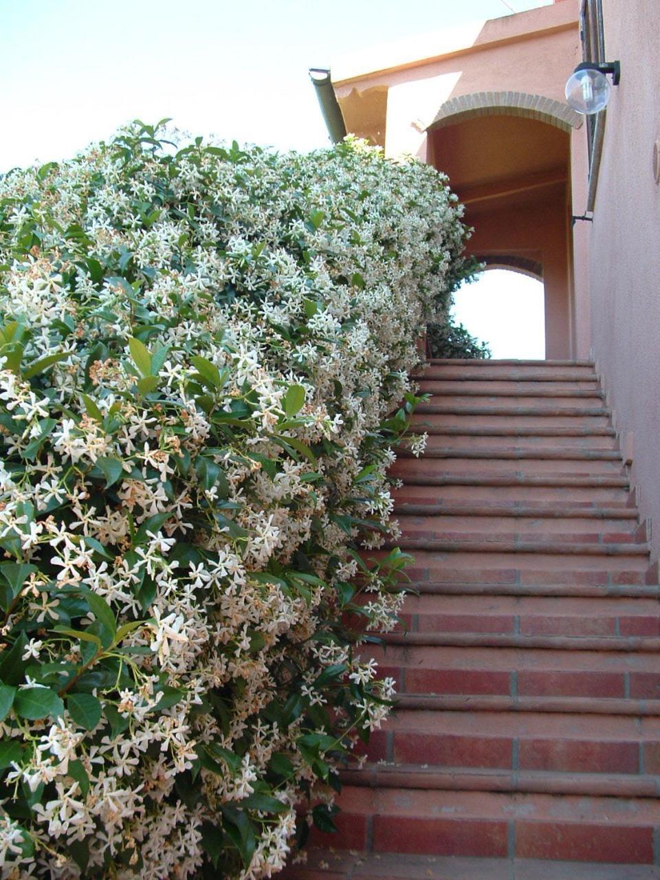 Agriturismo Pian Dei Pini Montiano  Bagian luar foto
