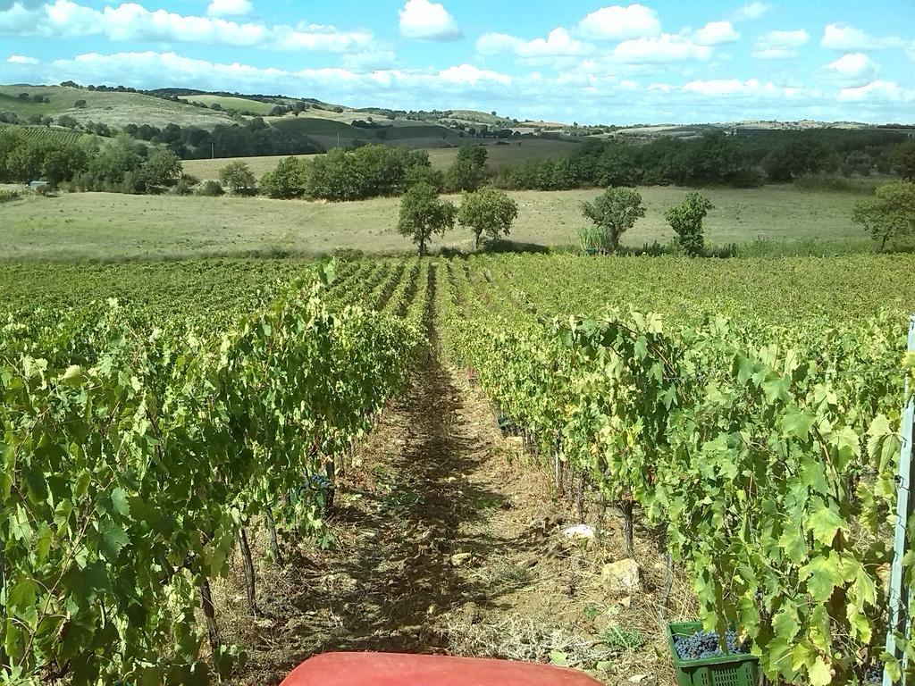 Agriturismo Pian Dei Pini Montiano  Bagian luar foto
